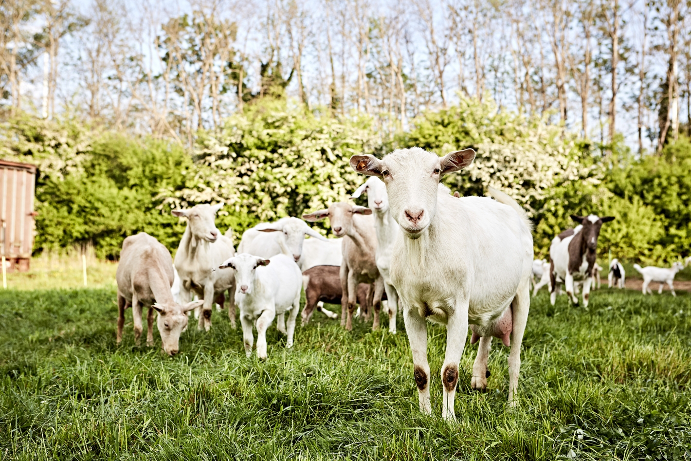 Karditsel_K8A5189-©-Alexandre-Bibaut